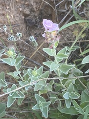 Syncolostemon elliottii
