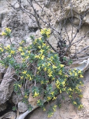Thymelaea dioica