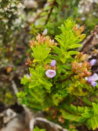 Image of Veronica formosa by (c) Yoav Daniel Bar-Ness, some rights reserved (CC BY)