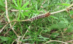 Asparagus natalensis