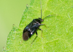 Slaterocoris