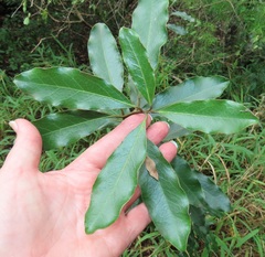 Euclea natalensis natalensis