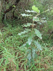 Euclea natalensis natalensis