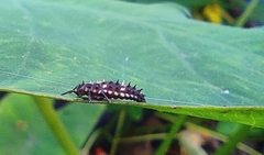 Cheilomenes sexmaculata