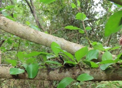 Ixoroideae