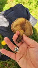 Paxillus