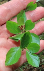 Ixoroideae