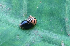 Cheilomenes sexmaculata