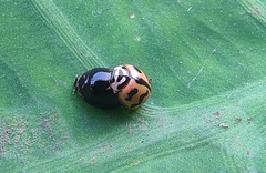 Cheilomenes sexmaculata