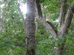 Zanthoxylum arborescens