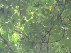 Zanthoxylum arborescens