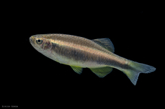 Betadevario ramachandrani