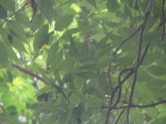 Zanthoxylum arborescens