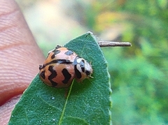 Cheilomenes sexmaculata