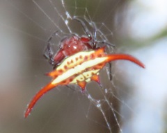 Gasteracantha milvoides