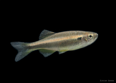 Betadevario ramachandrani