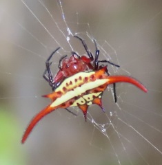 Gasteracantha milvoides