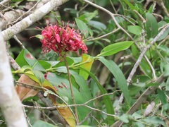 Schotia capitata