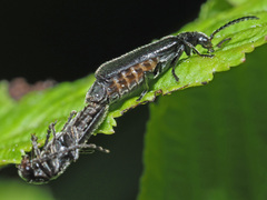 Cantharis paludosa
