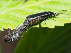 Cantharis paludosa
