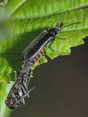 Cantharis paludosa