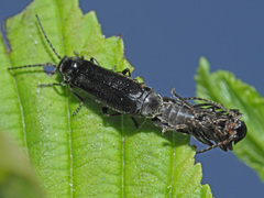 Cantharis paludosa