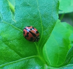 Cheilomenes sexmaculata