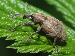Hyperinae