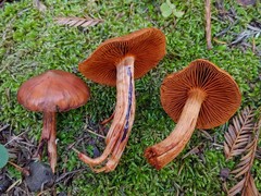 Cortinarius californicus