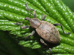 Hyperinae