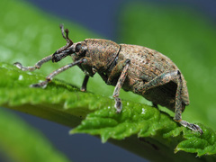 Hyperinae