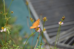 Phalanta phalantha phalantha