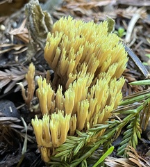 Ramaria apiculata