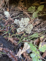 Ramaria apiculata