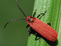 Lopheros rubens