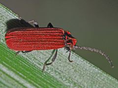 Lopheros rubens