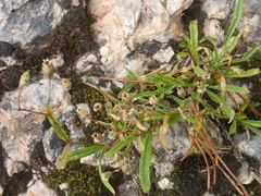 Heliosperma alpestre
