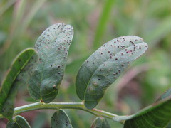 Uromyces hedysari-obscuri
