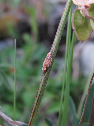 Uromyces hedysari-obscuri