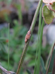 Uromyces hedysari-obscuri