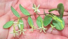 Synaptolepis oliveriana