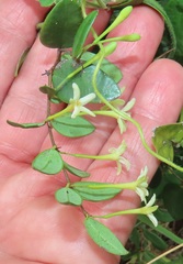 Synaptolepis oliveriana