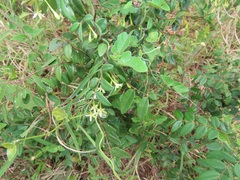 Synaptolepis oliveriana