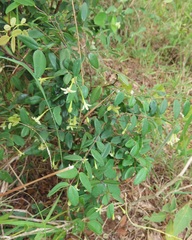 Synaptolepis oliveriana
