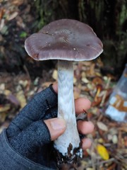 Cortinarius substriatus