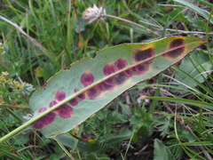 Pseudorhytisma bistortae