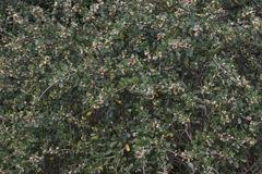 Ceanothus megacarpus insularis