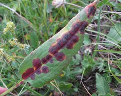Pseudorhytisma bistortae