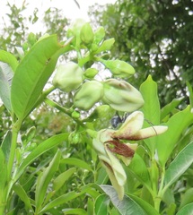 Stomatostemma monteiroae