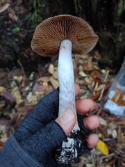 Cortinarius substriatus